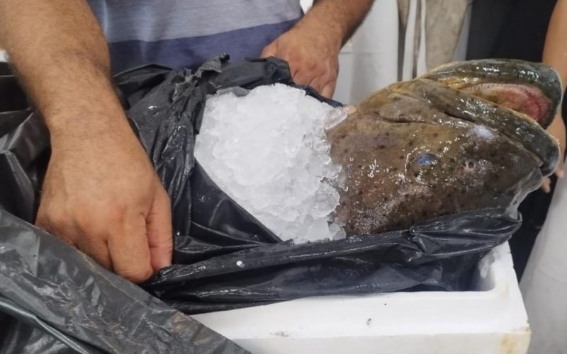 Polícia Ambiental de Santos surpreende comércio clandestino de peixe em risco de extinção