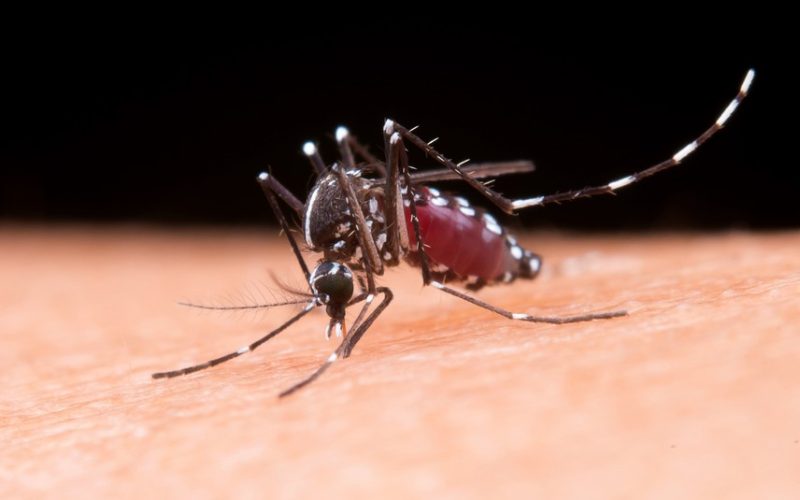 Epidemia de Dengue em São Paulo: 91 Distritos Afetados e Mais de 180 Mil Casos Registrados