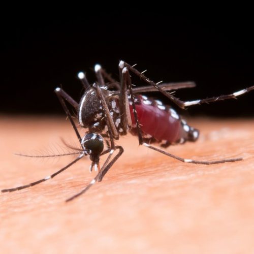Epidemia de Dengue em São Paulo: 91 Distritos Afetados e Mais de 180 Mil Casos Registrados