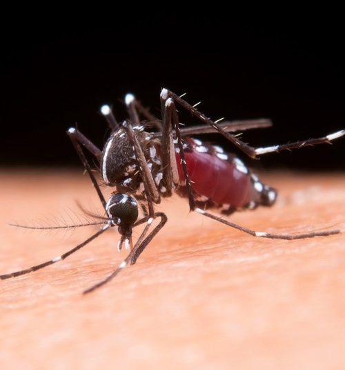 Epidemia de Dengue em São Paulo: 91 Distritos Afetados e Mais de 180 Mil Casos Registrados