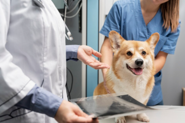 O desafio de controlar a dor dos pets