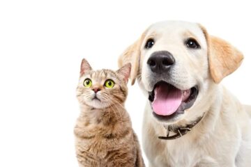 Pátio Paulista realiza quarta edição de Pet Day de 2026 com adoção responsável de cães e gatos