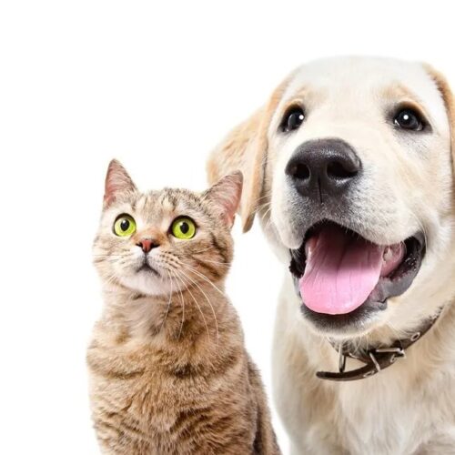Pátio Paulista realiza quarta edição de Pet Day de 2026 com adoção responsável de cães e gatos