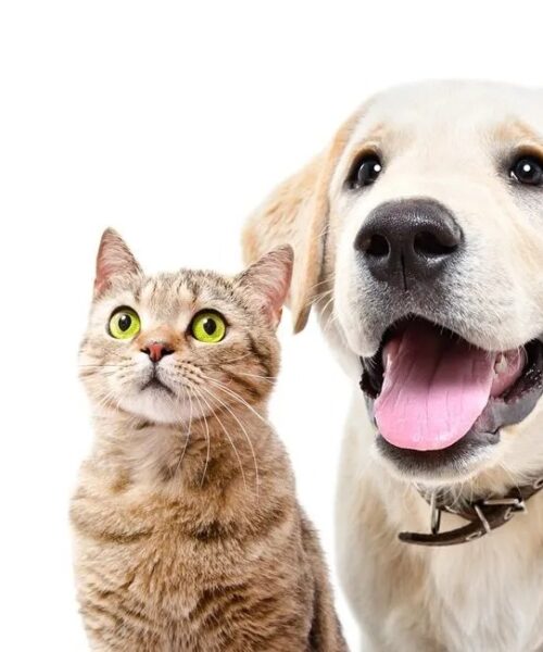 Pátio Paulista realiza quarta edição de Pet Day de 2026 com adoção responsável de cães e gatos