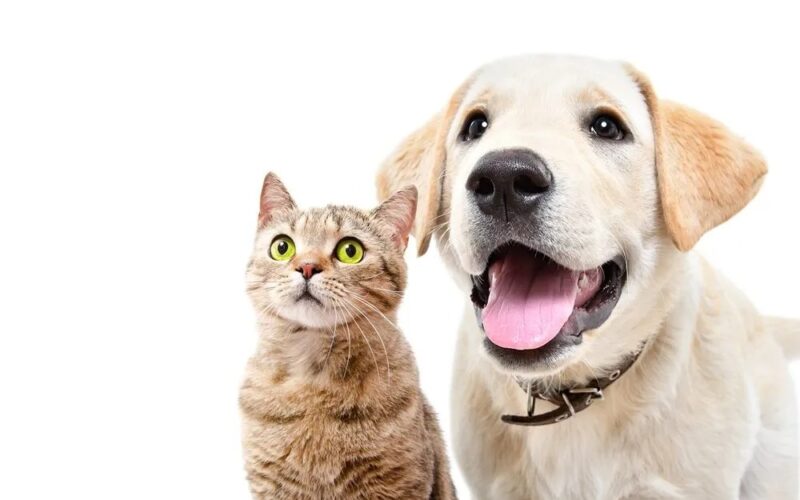 Pátio Paulista realiza quarta edição de Pet Day de 2026 com adoção responsável de cães e gatos
